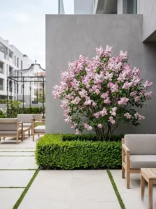 lilo beauty moscow | jardinesconestiloes Lilo Beauty Moscow El Renacer Del Lilo Volúmen Y Fragancia En El Paisajismo De Clima Continental