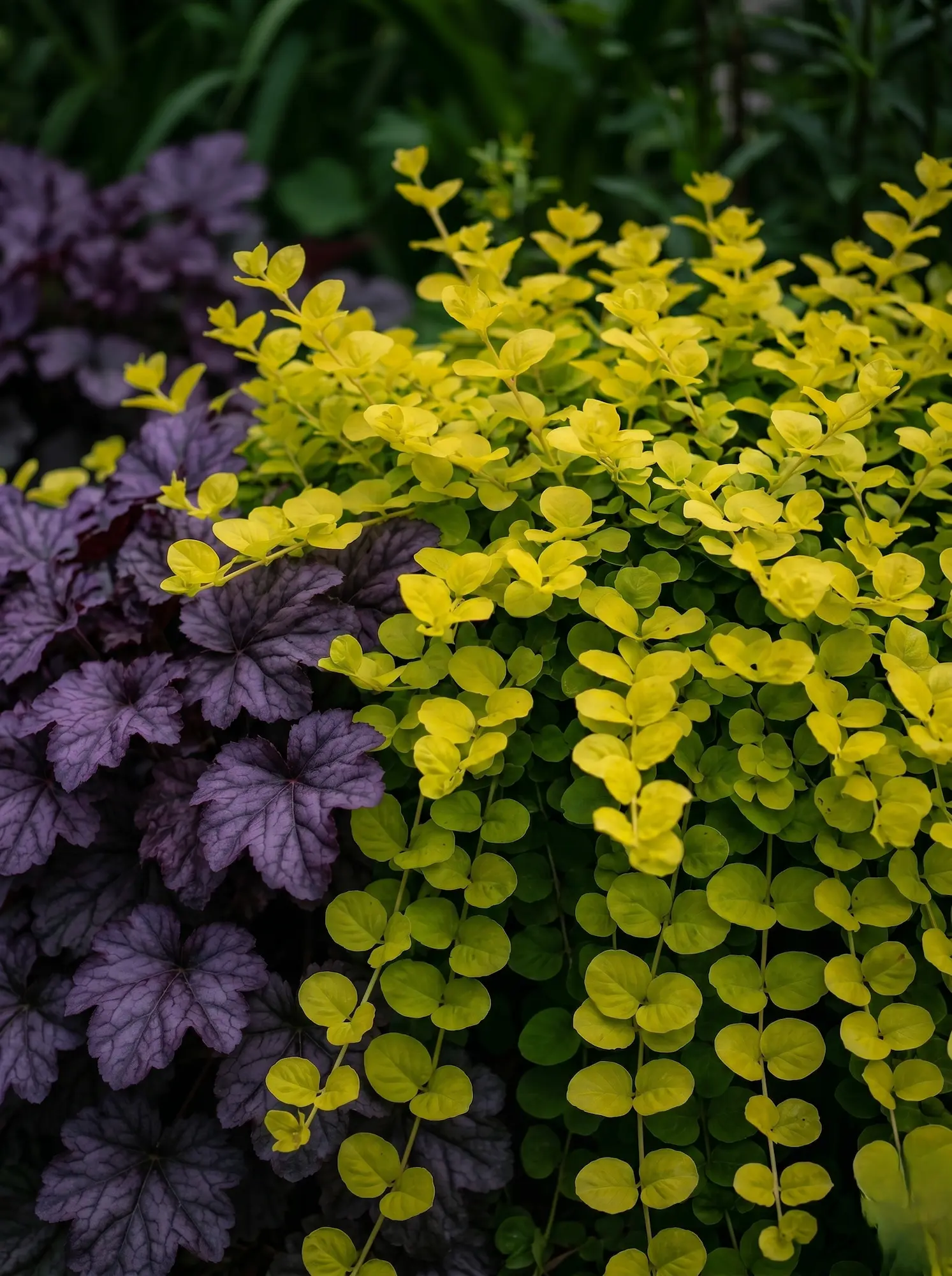 lisimaquia aurea y heuchera | jardinesconestiloes Lisimaquia Aurea Y Heuchera El Reflejo Solar En El Suelo Lysimachia Nummularia aurea