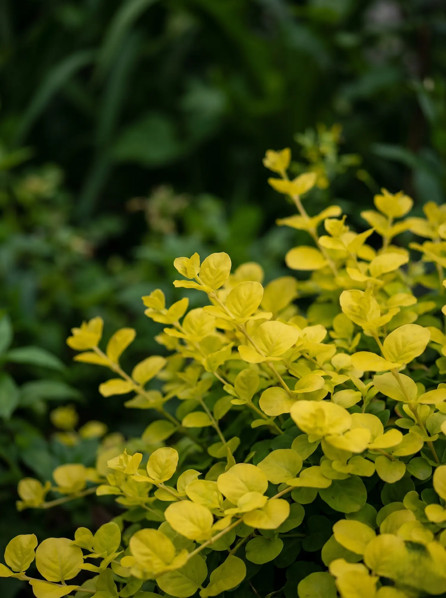 lisimaquia aurea | jardinesconestiloes Lisimaquia Aurea El Reflejo Solar En El Suelo Lysimachia Nummularia aurea