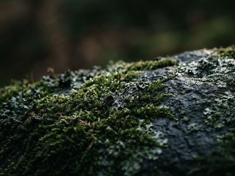 manifiesto 43 | jardinesconestiloes Manifiesto 4 3 Piedra Agua Y Madera Elementos Fundamentales Del Jardín Japonés