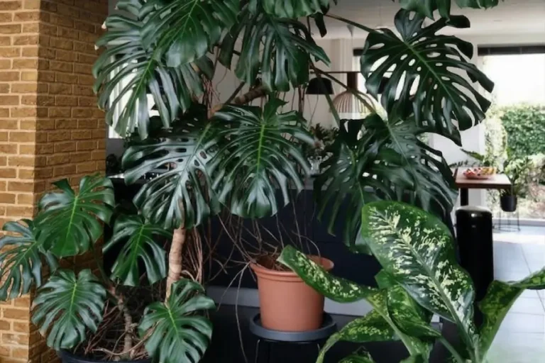 Monstera Alta Recor El Manifiesto Del Paisajismo De Interior Y La Excelencia Biofílica