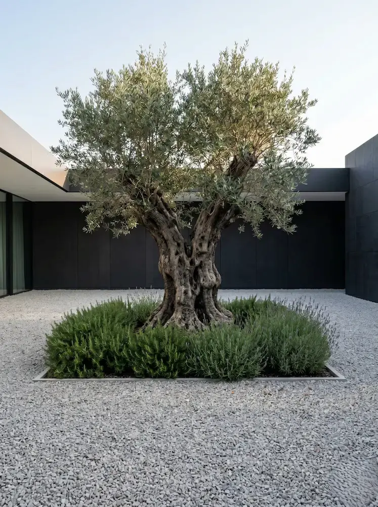 olivo ejemplar en patio interior chalet moderno 1 | jardinesconestiloes Olivo Ejemplar En Patio Interior Chalet Moderno 1 Los Guardianes Del Horizonte La Arquitectura Arbórea En El Diseño De Exteriores