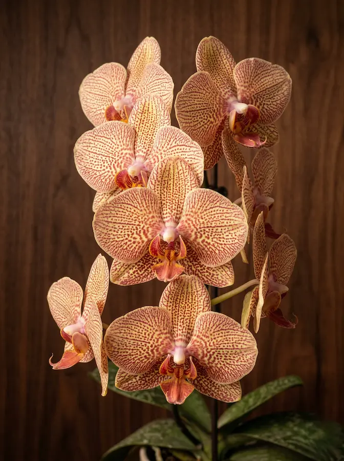 Phalaenopsis Dark Walnut Phalaenopsis La Poesía Arquitectónica Del Aire
