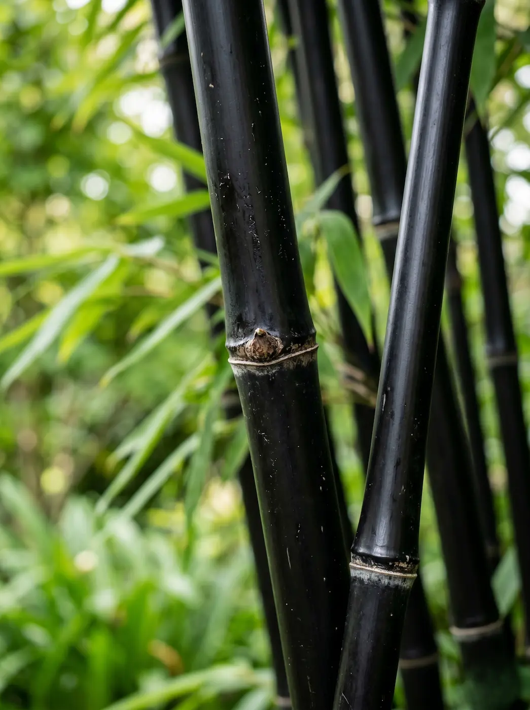 Phyllostachys Nigra Dtalle Cañas Y Hoja La Elegancia Del ébano Phyllostachys Nigra