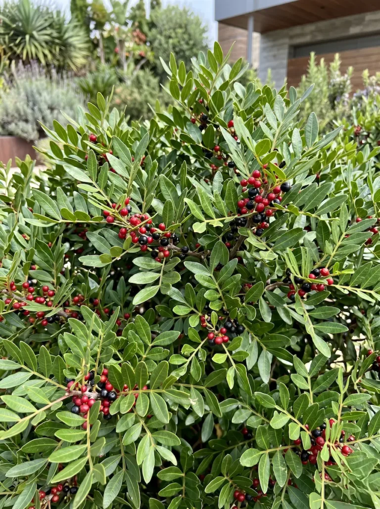 Pistacia Lentisco Ficha Lentisco pistacia Lentiscus Volumen Perenne Y Excelencia Mediterránea