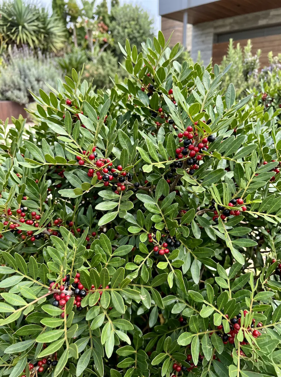 Pistacia Lentisco Ficha Lentisco pistacia Lentiscus Volumen Perenne Y Excelencia Mediterránea