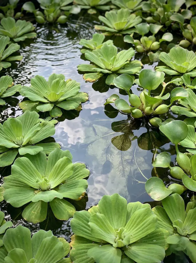 plantas acuaticas3 | jardinesconestiloes Plantas Acuaticas3 El Latido Del Agua Un Ecosistema En Armonía