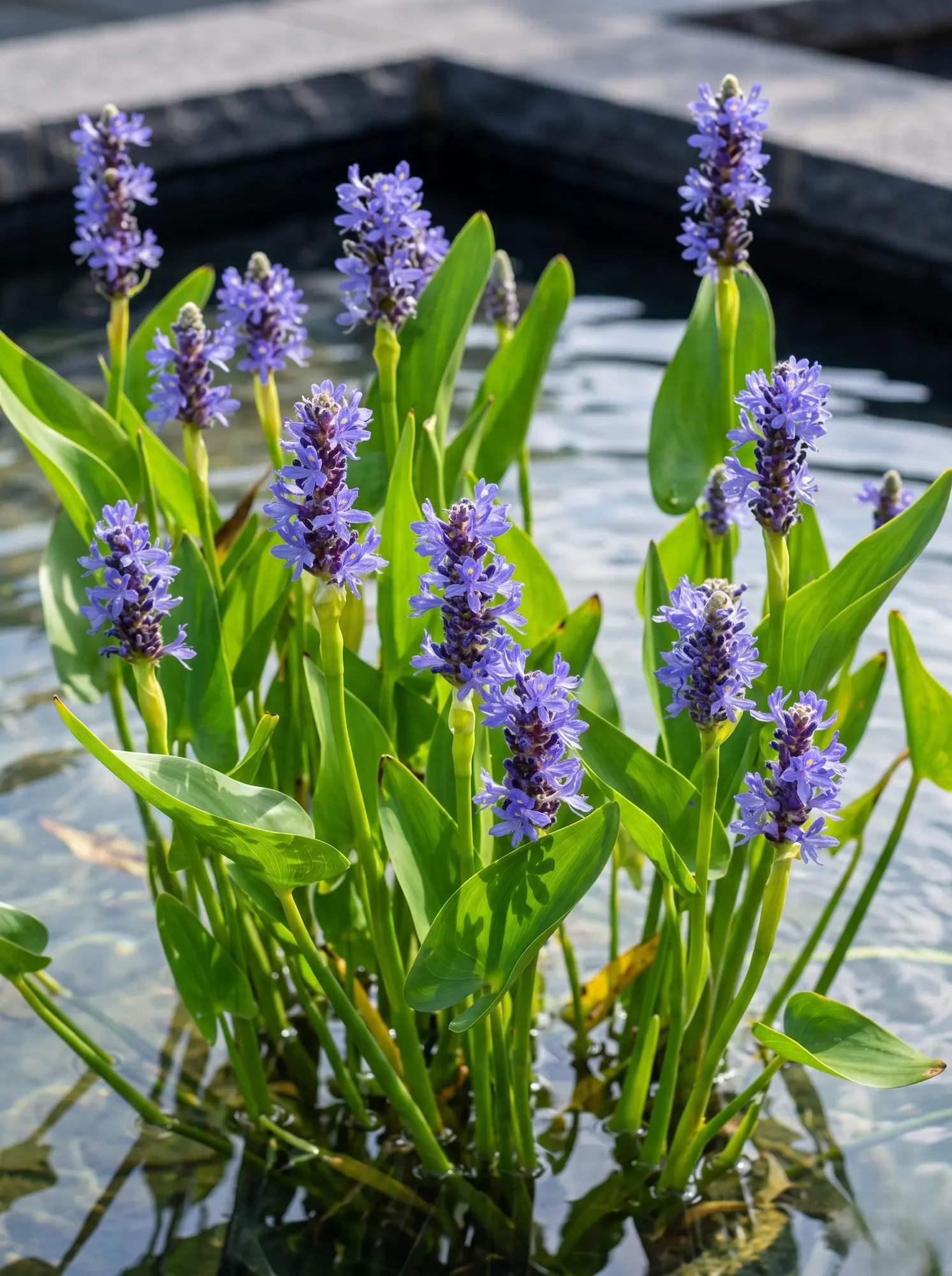 pontederia cordata ficha | jardinesconestiloes Pontederia Cordata Ficha Pontederia pontederia Cordata Verticalidad Acuática Y Excelencia Botánica