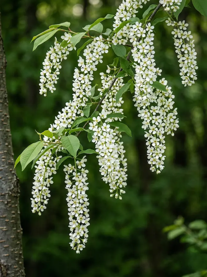 prunus padus | jardinesconestiloes Prunus Padus Setos Con Vida Propia El Refugio De Las Especies Autóctonas