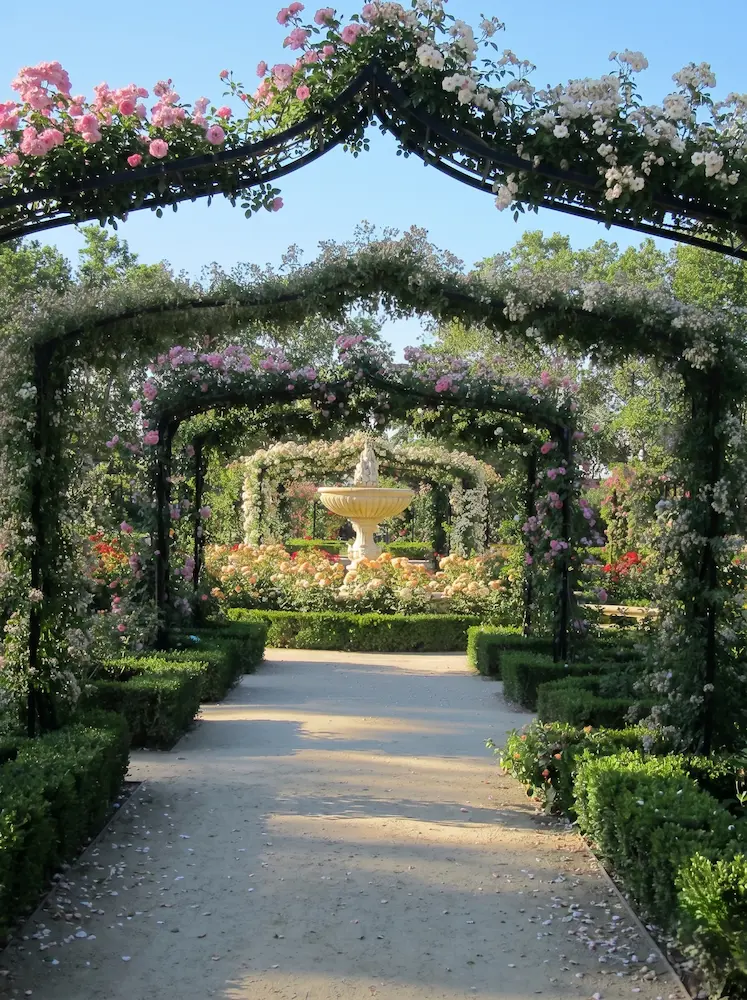 Rosaleda de el Parque de El Retiro en floración plena