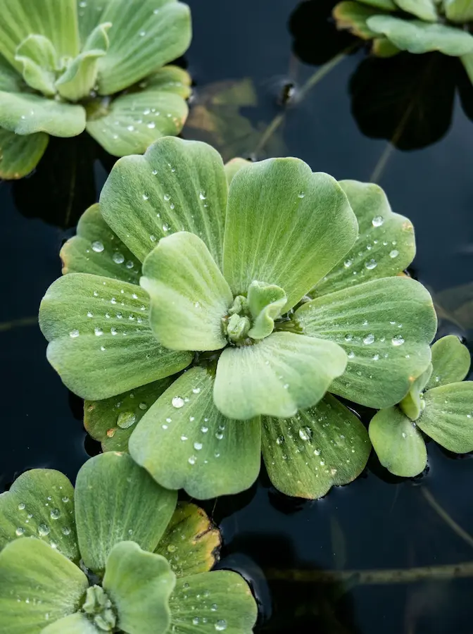 Rosetas De Lechuga De Agua Con Textura Aterciopelada Plantas Flotantes La Belleza Nómada De Un Tapiz Errante