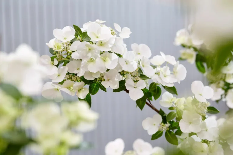 detalle de hortensia runaway bride