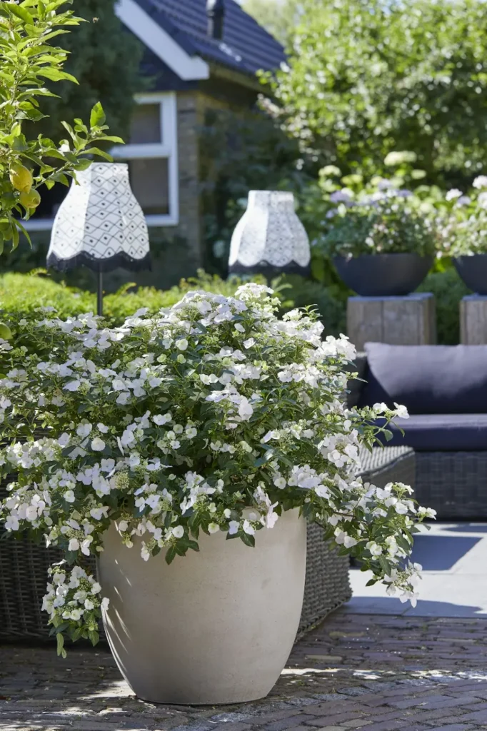 runaway en maceta detalle | jardinesconestiloes Runaway En Maceta Detalle Hydrangea runaway Bride La Hortensia Guirnalda Para Un Diseño De Excelencia