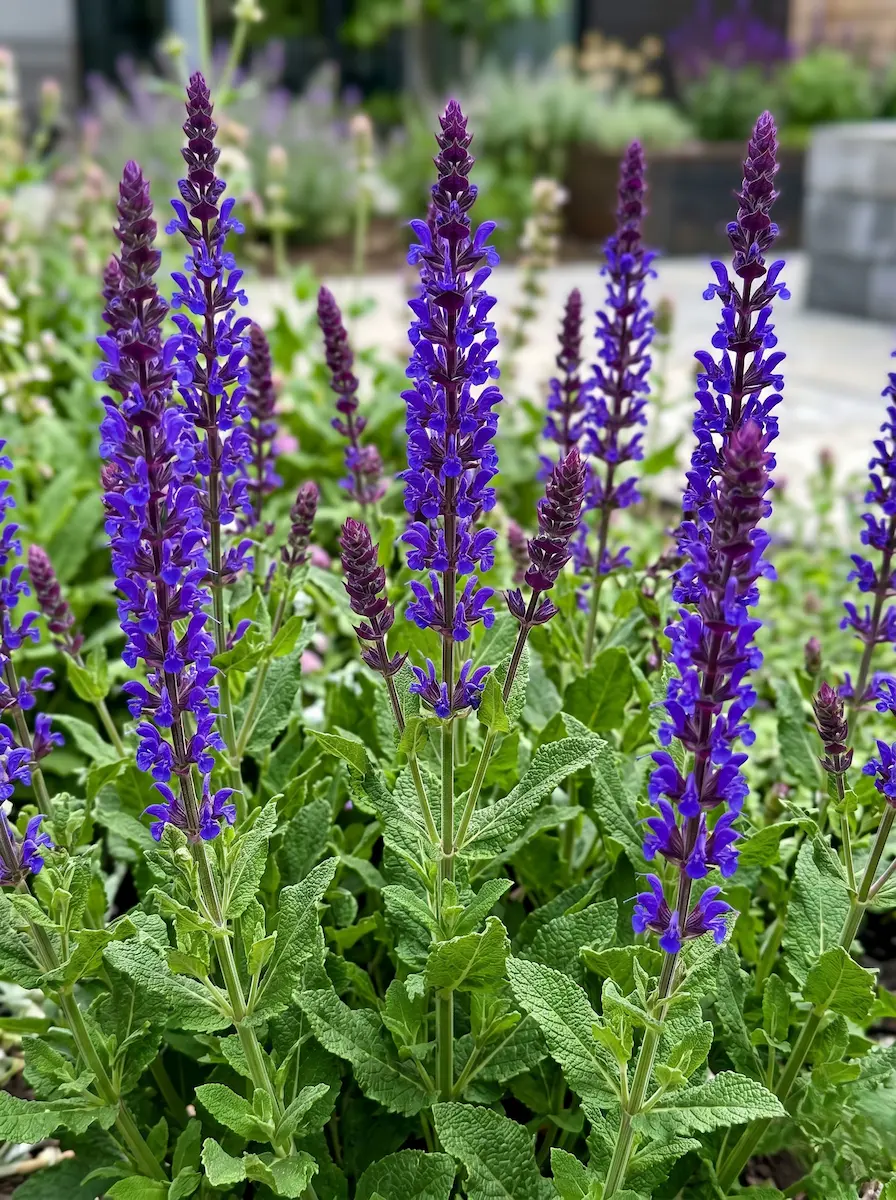 salvia nemorosa detalle | jardinesconestiloes Salvia Nemorosa Detalle El Ritmo Del Azul Profundo Salvia Nemorosa