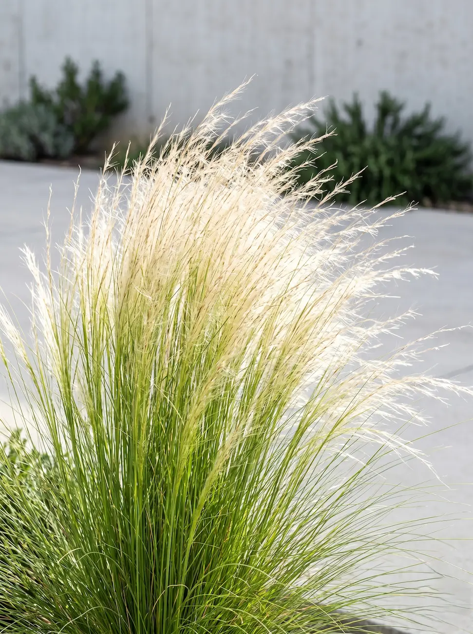 Stipa Tenuissima Primer Plano Hierba Pluma stipa Tenuissima Movimiento Y Excelencia En El Paisaje