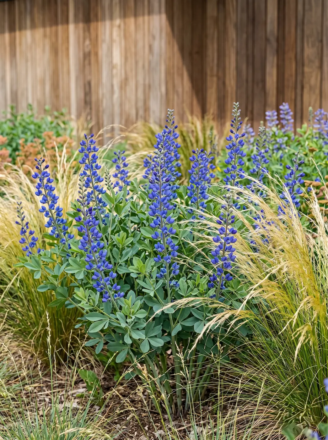 Baptisia australis1 | jardinesconestiloes Baptisia Australis1 Baptisia Australis La Estructura Vertical Volumen Y Permanencia