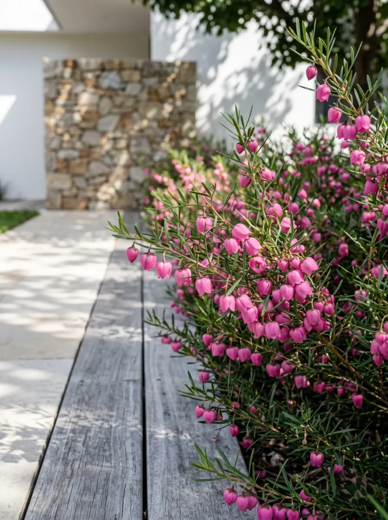 Boronia heterophylla | jardinesconestiloes Boronia Heterophylla La Arquitectura Del Matorral Estructura Y Pulcritud Perenne