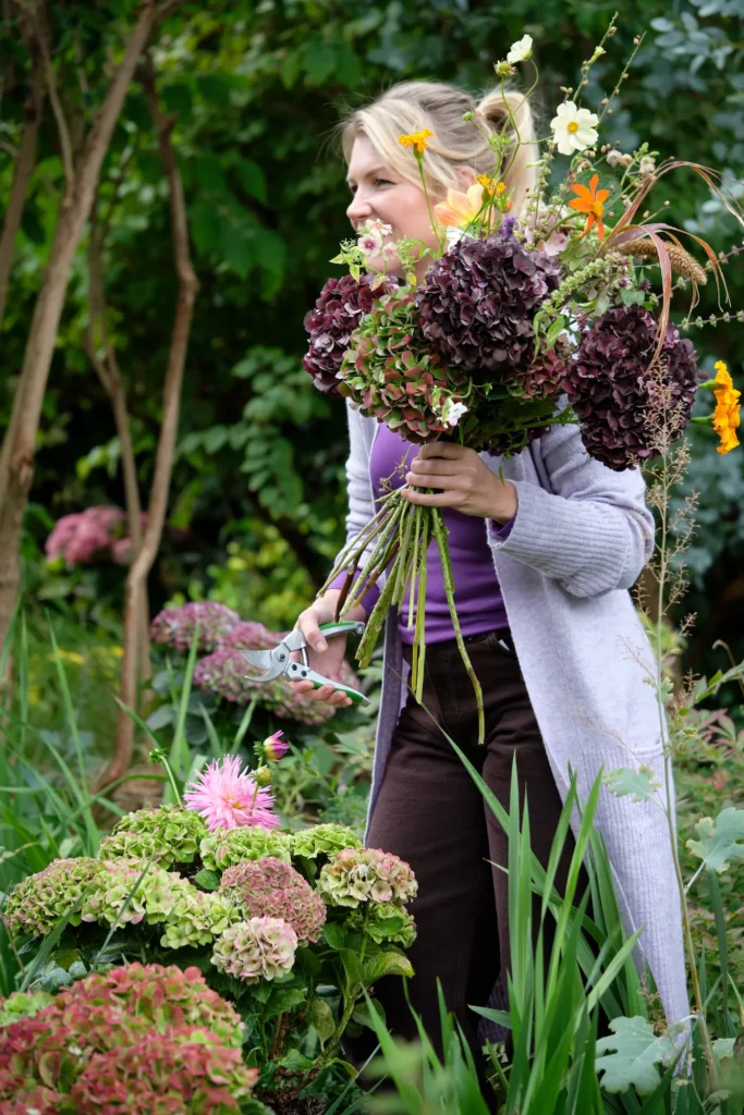 Cutting Magical for deco2 | jardinesconestiloes Cutting Magical for Deco2 El Tiempo Como Medida Evolución Cromática De La Hortensia Magical En El Jardín