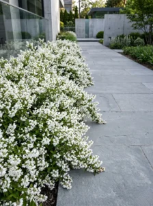 Deutzia gracilis Nikko1 | jardinesconestiloes Deutzia Gracilis Nikko1 5 Variaciones De Deutzia En El Paisaje De Sierra