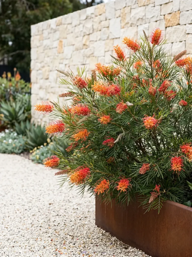 Grevillea | jardinesconestiloes Grevillea La Arquitectura Del Matorral Estructura Y Pulcritud Perenne