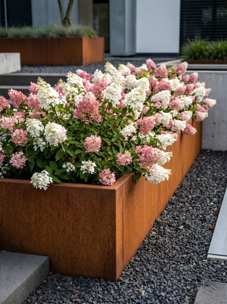 Hydrangea paniculata Groundbreaker Blush corten | jardinesconestiloes Hydrangea Paniculata Groundbreaker Blush Corten El Tapiz Del Paisaje Innovación En La Cobertura Vegetal'Groundbreaker Blush' desbordando sobre el borde de una jardinera de acero Corten oxidado en un jardín de estética industrial moderna.