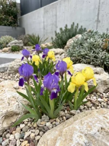 Iris Lutescens El Exotismo De Nuestra Tierra Plantas Autóctonas Que Parecen De Otro Mundo