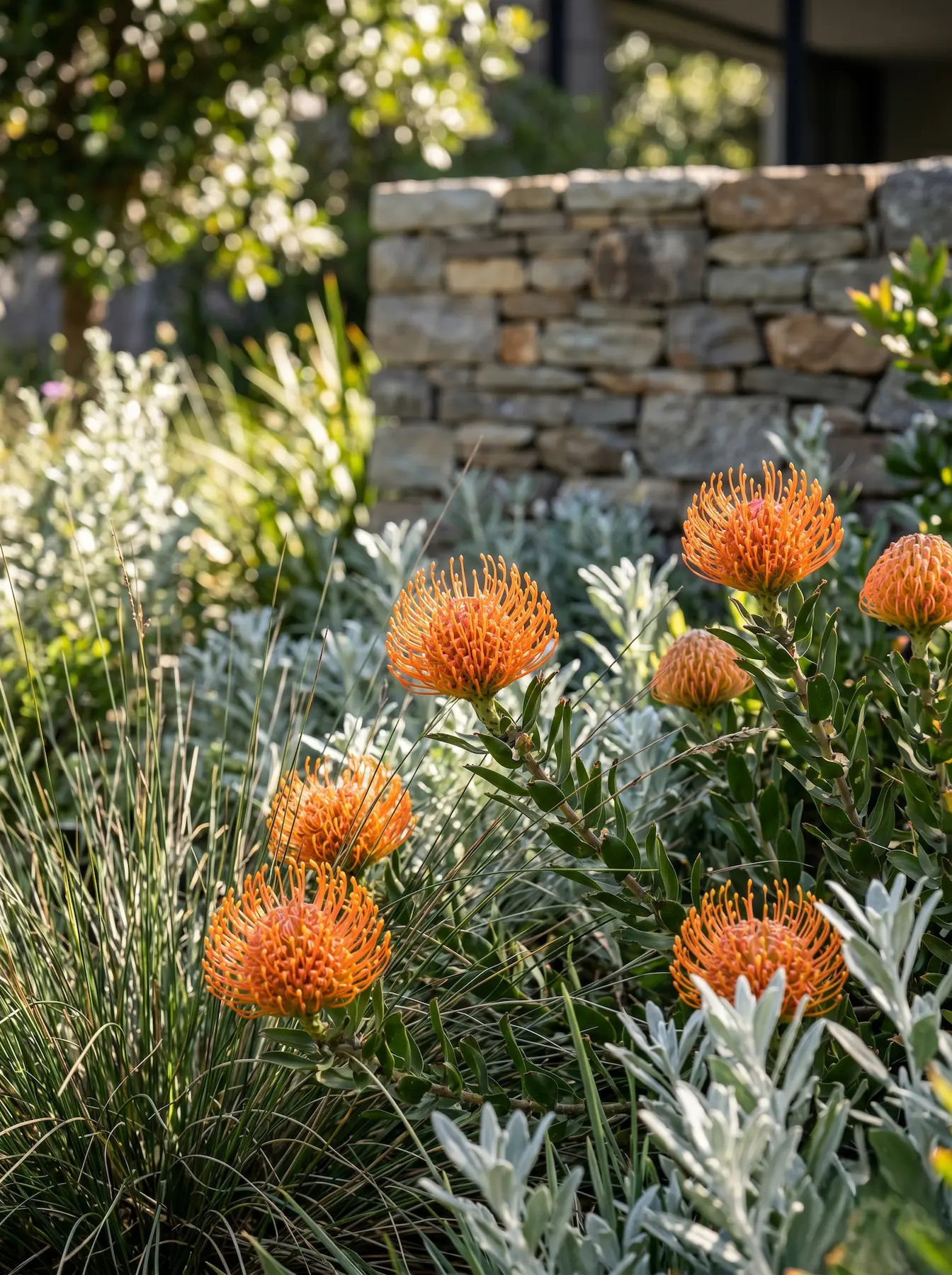 Leucospermum Cordifolium El Alfiletero leucospermum Cordifolium Geometría Floral