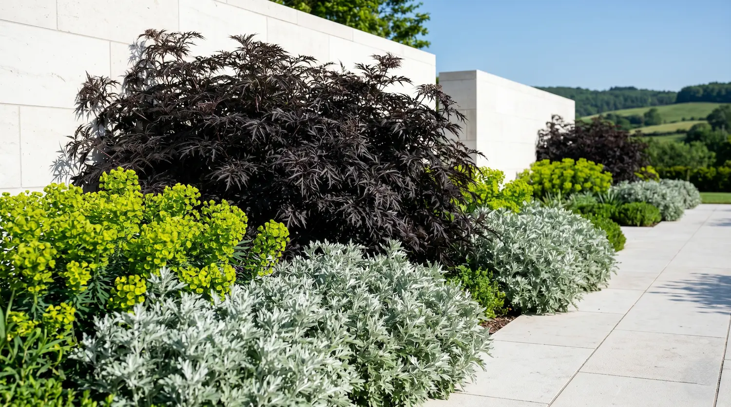 Sambucus Nigra Panoramica La Sombra Del Diseño El Follaje Oscuro Y La Maestría Del Contraste