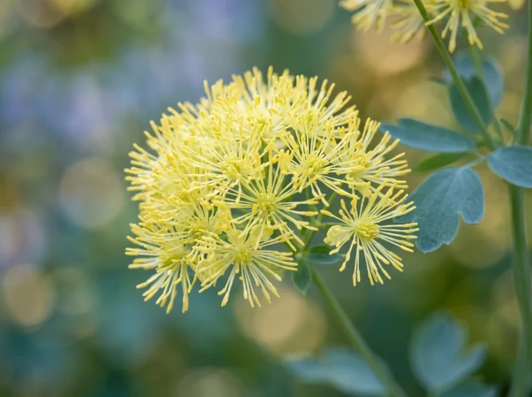 Thalictrum Flavum Subsp Glaucum Primer Plano El Ballet Botánico La Elegancia Estructural Del Thalictrum En El Diseño Exterior
