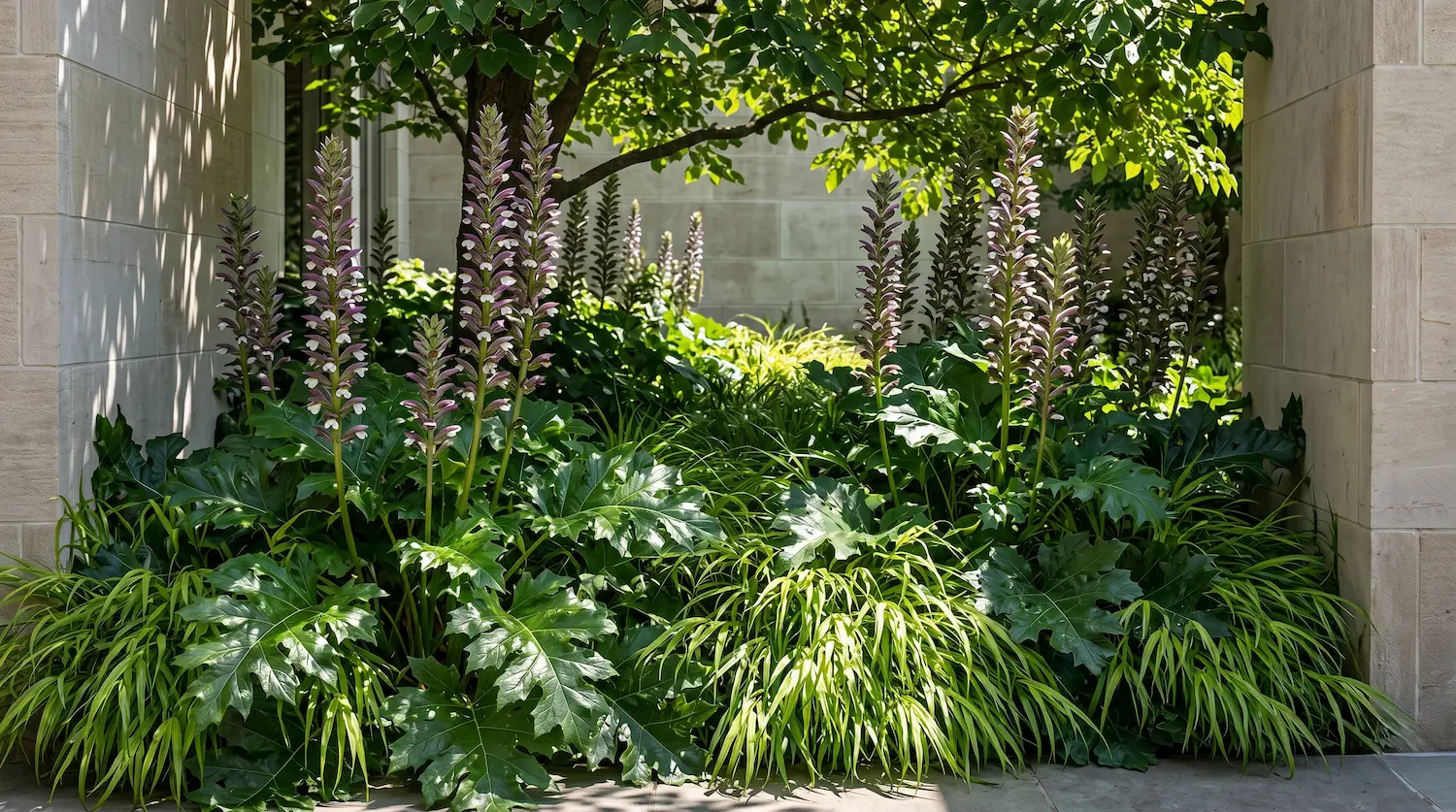 acanthus mollis bajo arbool | jardinesconestiloes Acanthus Mollis Bajo Arbool El Acanto acanthus Mollis La Escultura Del Sotobosque