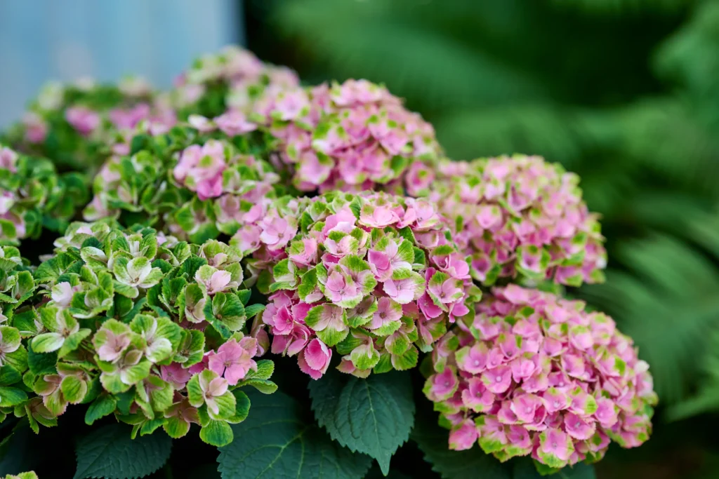 amethystpink9 | jardinesconestiloes Amethyst pink 9 El Tiempo Como Medida Evolución Cromática De La Hortensia Magical En El Jardín