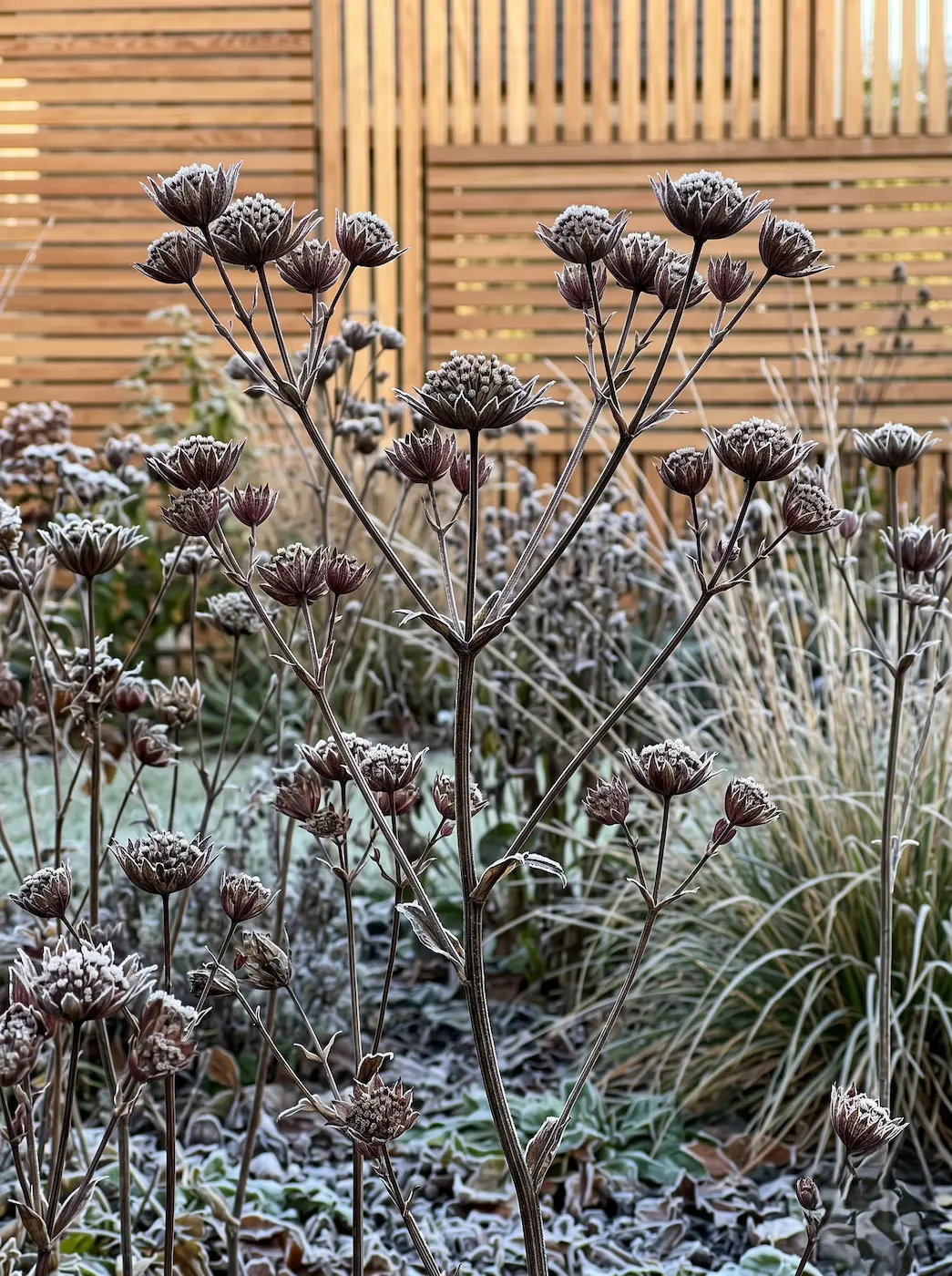 Astrantia En Invierno Astrancia astrantia Major Geometría Estelar Transparencia Estructural Y Refinamiento Táctil