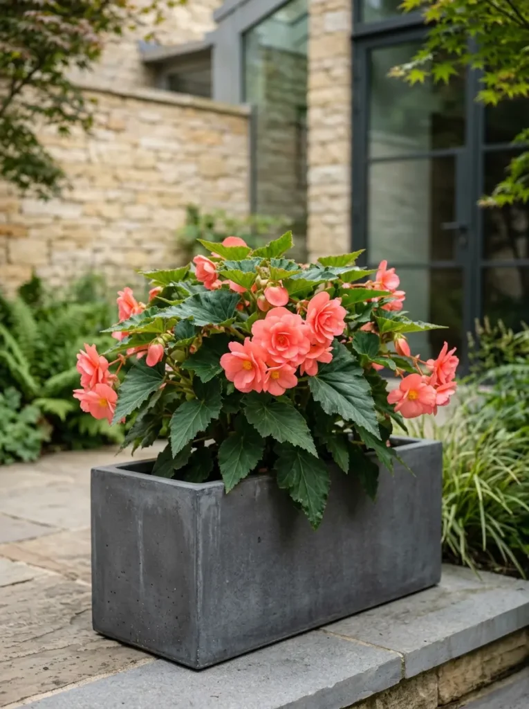 begonia en jardinera | jardinesconestiloes Begonia En Jardinera El Despertar Primaveral Preparación Estructural E Integración Paisajística
