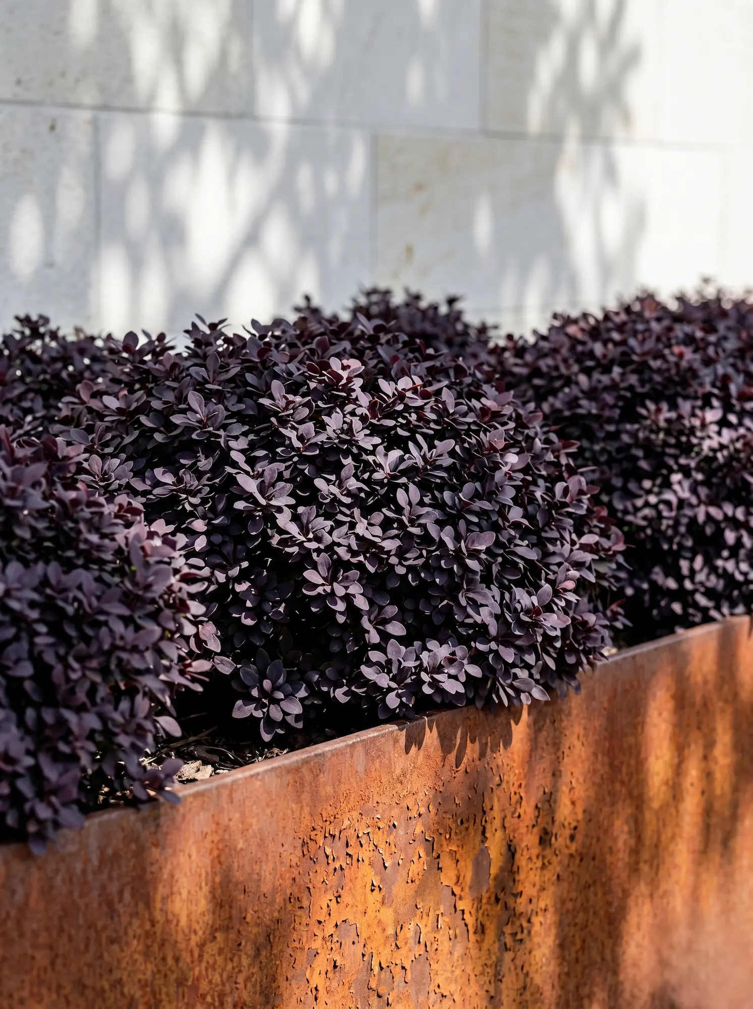 Berberis Atropurpurea Nana Jce Berberis Thunbergii El Mosaico De Fortaleza En El Paisaje Contemporáneo'Atropurpurea Nana' junto a un borde de acero corten texturizado frente a un muro de piedra caliza.