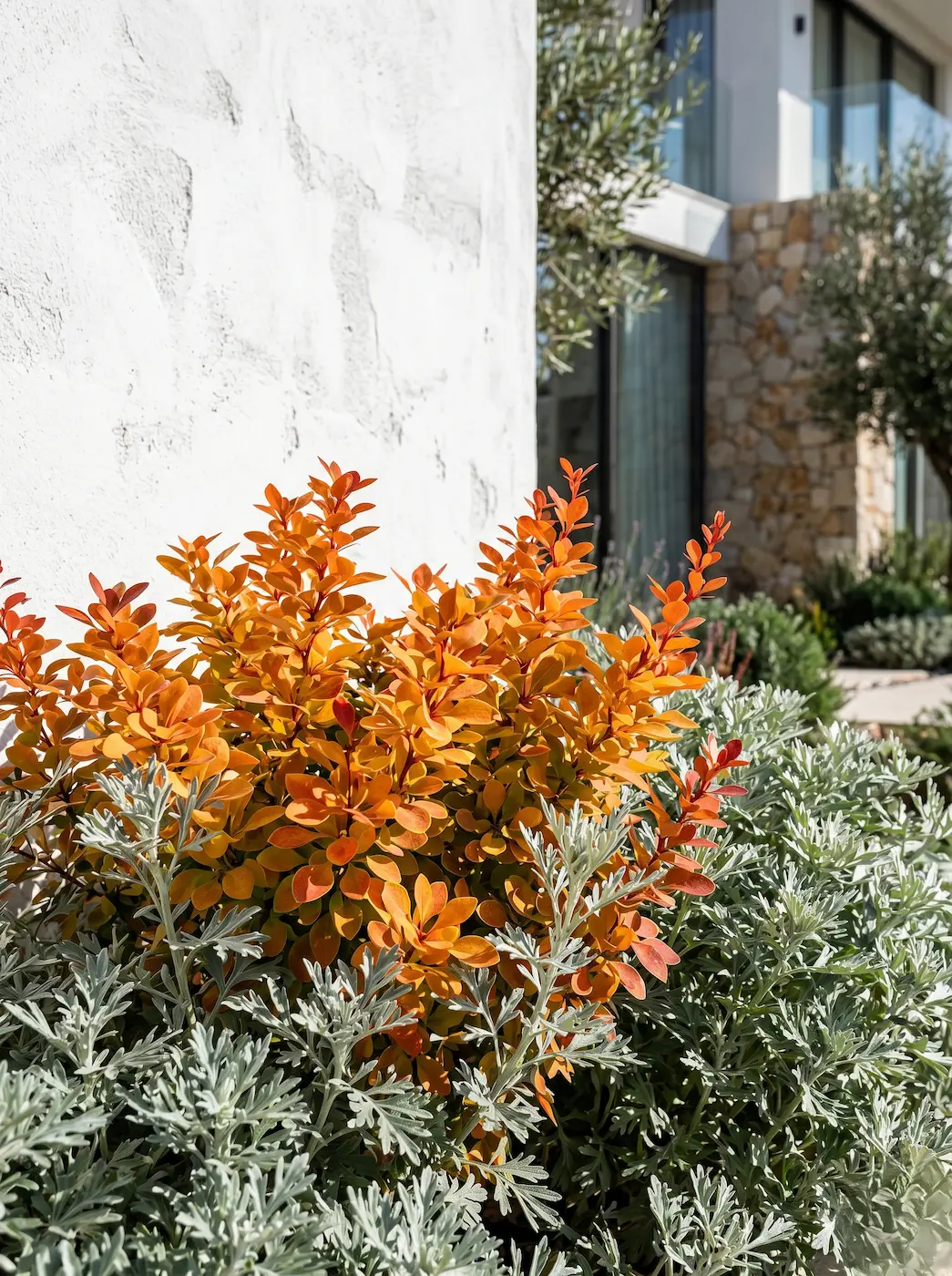 Berberis Orange Jce Berberis Thunbergii El Mosaico De Fortaleza En El Paisaje Contemporáneo'Orange Sunrise' de follaje naranja vibrante junto a una Artemisia plateada frente a un muro de cal blanca.