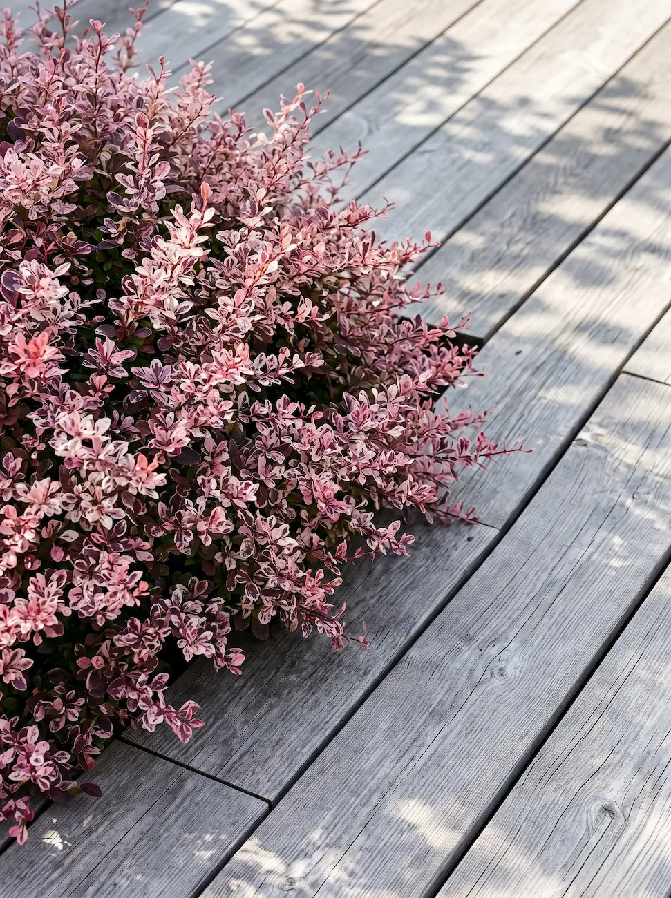 Berberis Rose Glow Jce Berberis Thunbergii El Mosaico De Fortaleza En El Paisaje Contemporáneo'Rose Glow' de follaje jaspeado junto a un pavimento de madera termotratada.