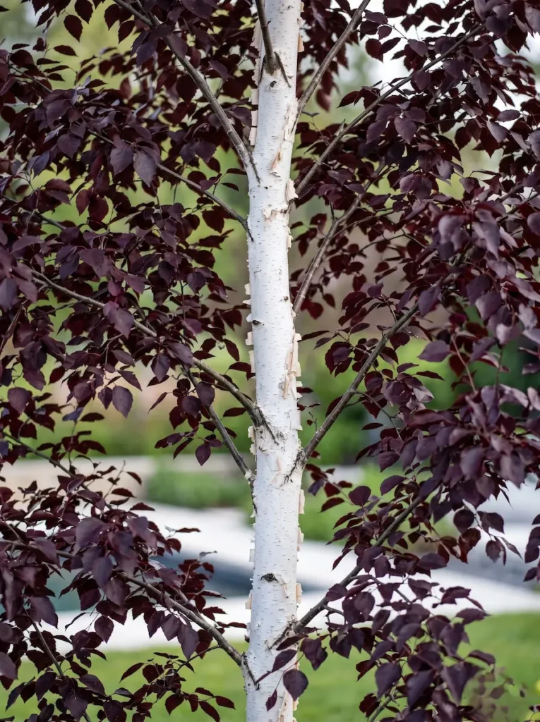 Betula Crimsom Frost Detalle Hoja Y Tronco Betula crimson Frost El Contraste Cromático Y La Escala Equilibrada'Crimson Frost' vivo, en un entorno de diseño cuidado.
