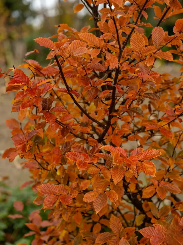 Carpinus Betulus Orange Retz Detalle Carpinus Betulus orange Retz La Estructura Ascendente Y El Magnetismo Estacional'Orange Retz' vivo en pleno tono otoñal, sin ramas peladas a la vista, con un fondo de jardín difuminado.