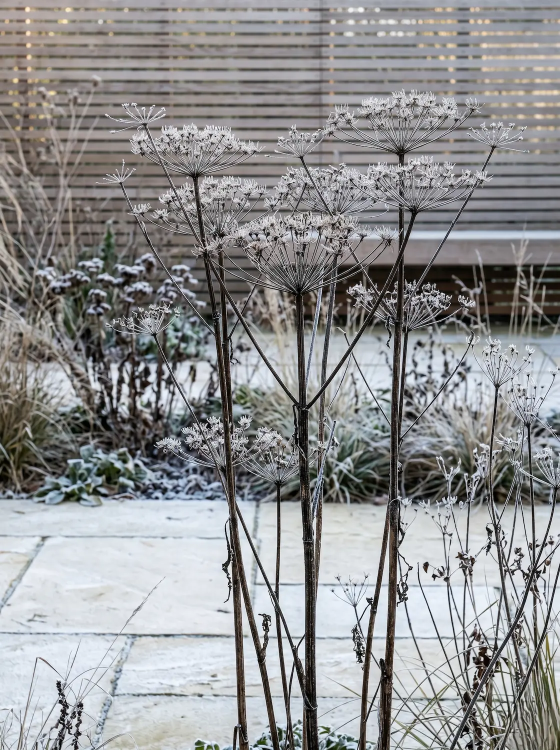 cicuta en invierno | jardinesconestiloes Cicuta En Invierno Cicuta Silvestre anthriscus Sylvestris Transparencia Estructural Volumetría Etérea Y Dinamismo Cinético