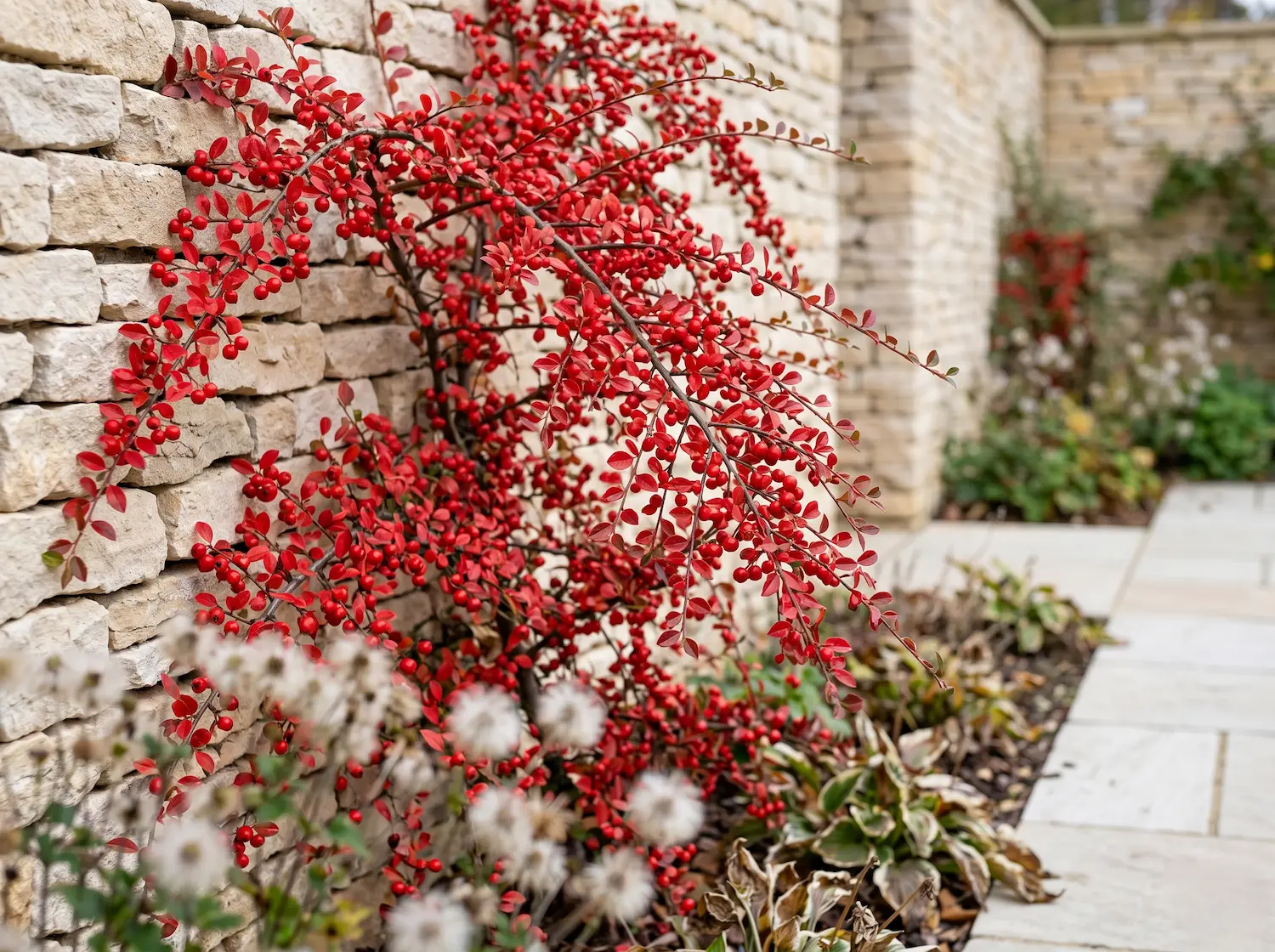 cotoneaster horizontalis | jardinesconestiloes Cotoneaster Horizontalis Cotoneaster En El Diseño Exterior Estructura Tapizante Y Fructificación Invernal