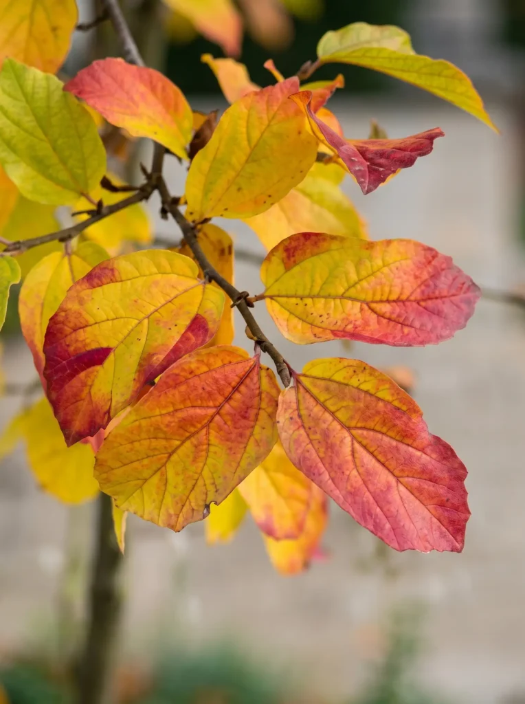 detalle hoja parrotia | jardinesconestiloes Detalle Hoja Parrotia Parrotia Persica persian Spire La Columna De Color Y La Tectónica Vertical'Persian Spire', un estándar profesional de vigor botánico.
