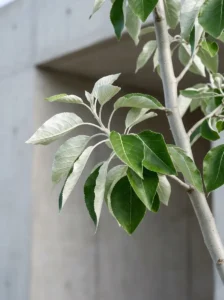 Detalle Populus Alba La Termodinámica Del Paisaje El Valor Bioclimático De La Especie Caducifolia