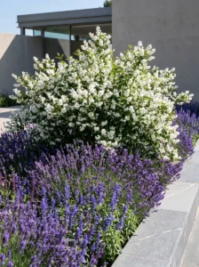 deutzia con lavanda y salvia | jardinesconestiloes Deutzia Con Lavanda Y Salvia 5 Variaciones De Deutzia En El Paisaje De Sierra