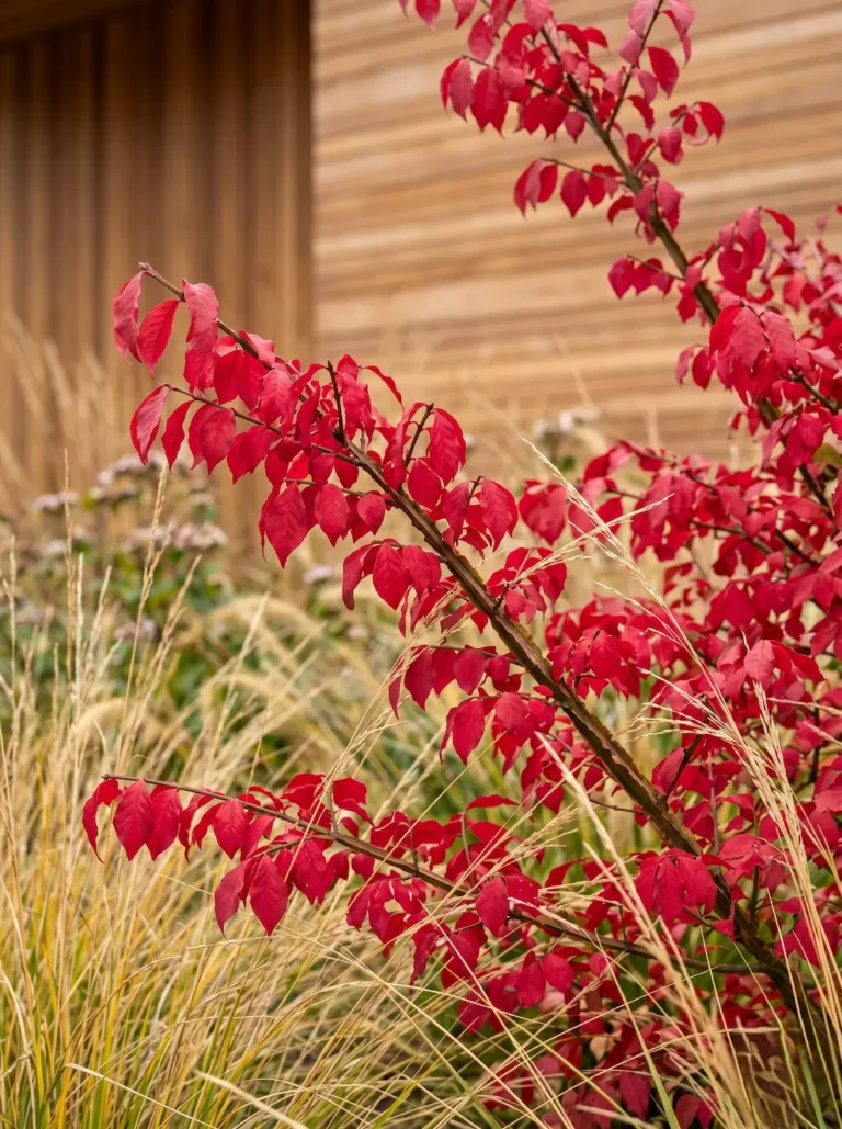 Primer plano arquitectónico de las ramas con alas de corcho y el follaje rojo carmín del Euonymus alatus junto a espigas finas, con fondo desenfocado de lamas de madera noble.