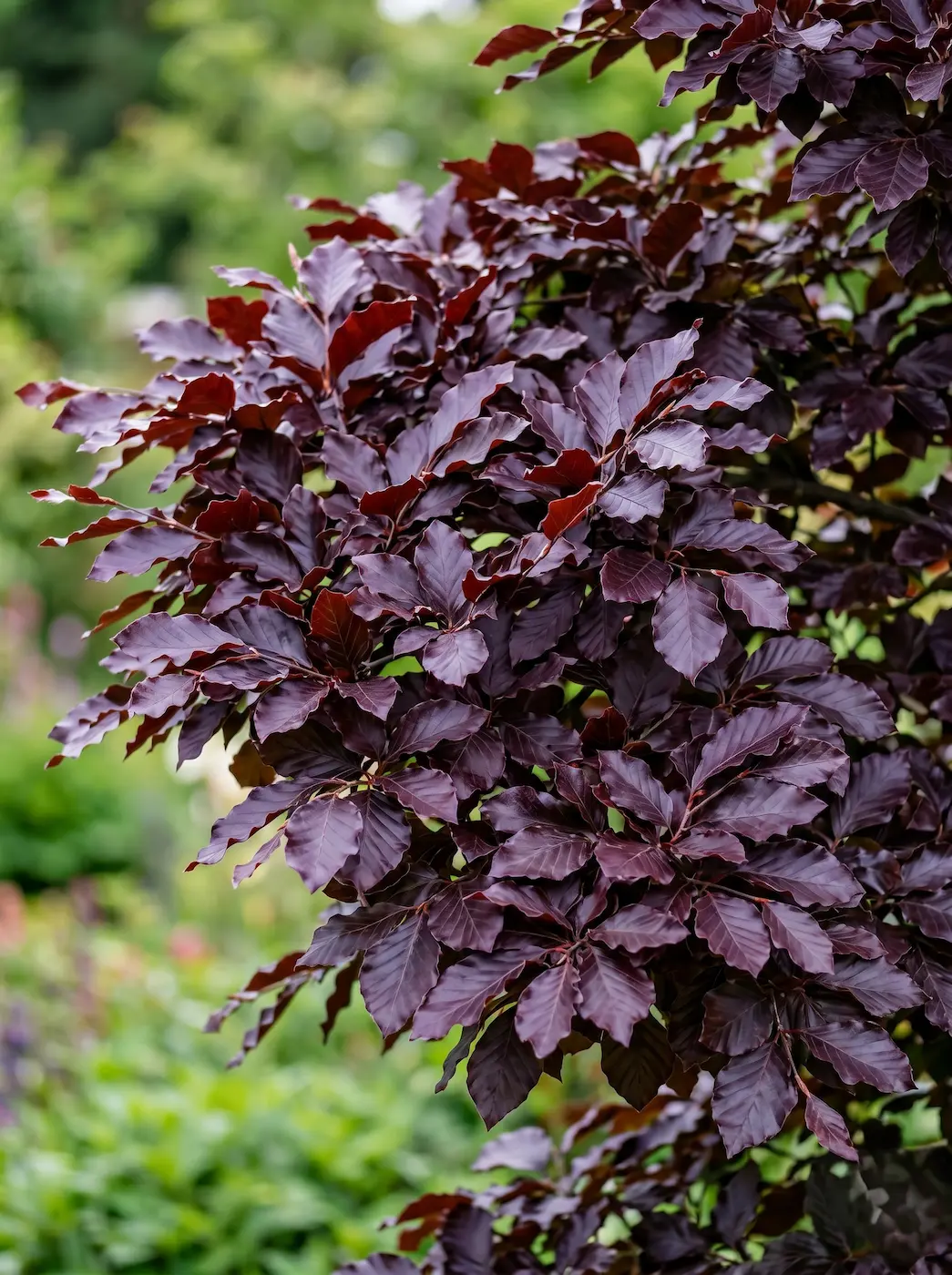 fagus atropunicea detalle | jardinesconestiloes Fagus Atropunicea Detalle Fagus Sylvatica atropunicea La Majestuosidad Orgánica Y La Profundidad Cromática'Atropunicea' vivo, sin ramas peladas a la vista, con un fondo de jardín difuminado.
