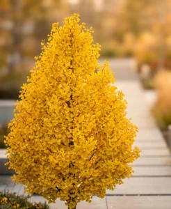 ginkgo blagon otoño | jardinesconestiloes Ginkgo Blagon Otoño Ginkgo Biloba El Legado Ancestral Y La Escenografía Dorada