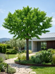 ginkgo bola | jardinesconestiloes Ginkgo Bola Ginkgo Biloba El Legado Ancestral Y La Escenografía Dorada