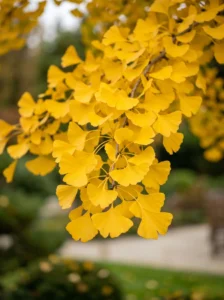 ginkgo detalle hojas otoño | jardinesconestiloes Ginkgo Detalle Hojas Otoño Ginkgo Biloba El Legado Ancestral Y La Escenografía Dorada
