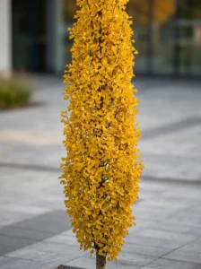 ginkgo menhir otoño | jardinesconestiloes Ginkgo Menhir Otoño Ginkgo Biloba El Legado Ancestral Y La Escenografía Dorada