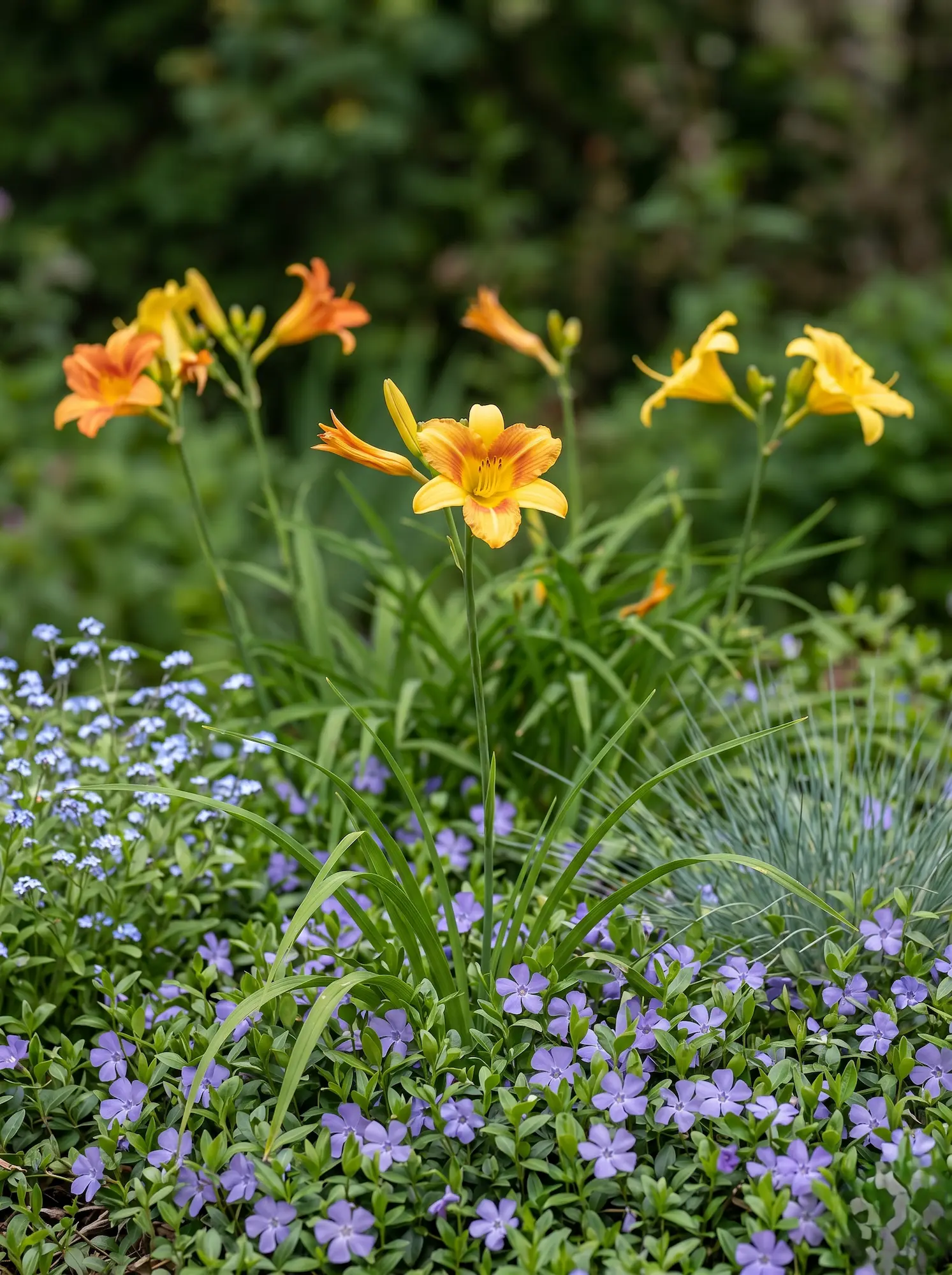hemerocallis y vinca minor | jardinesconestiloes Hemerocallis Y Vinca Minor Lecho De Río Seco Drenaje Natural Y Elegancia En El Jardín